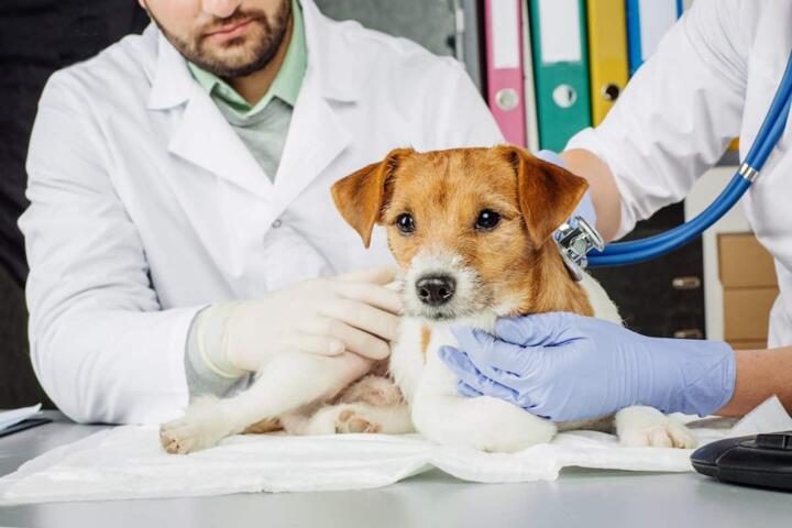 Emergency Surgery: What Pet Insurance Actually Covers