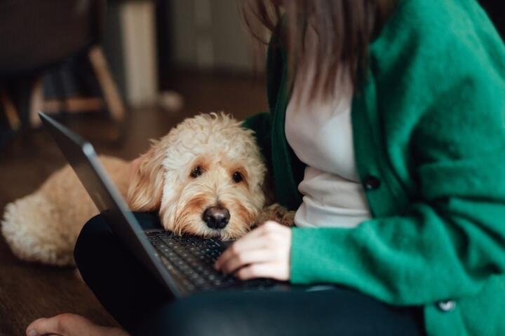 What to Do If Your Pet Needs Urgent Care Without Coverage