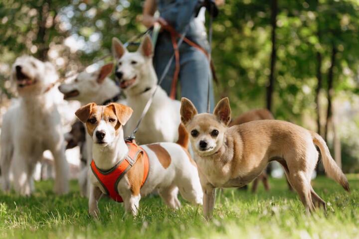 How Insurers Set a Pet Insurance Premium