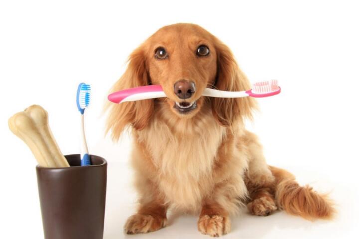 Wie man einen Antrag auf Haustierversicherung stellt und schneller entschädigt wird