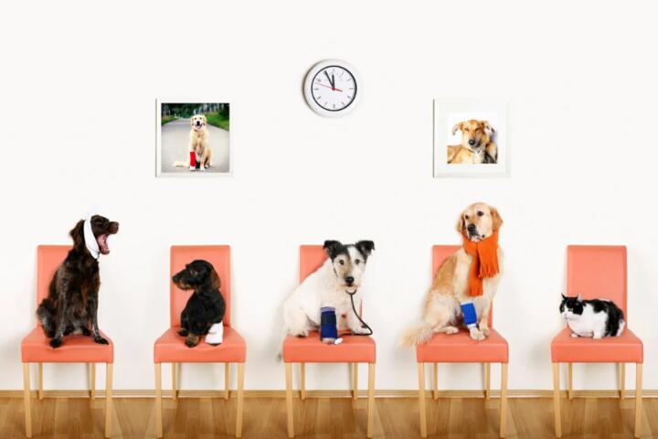 Understanding Waiting Periods in Pet Insurance Policies