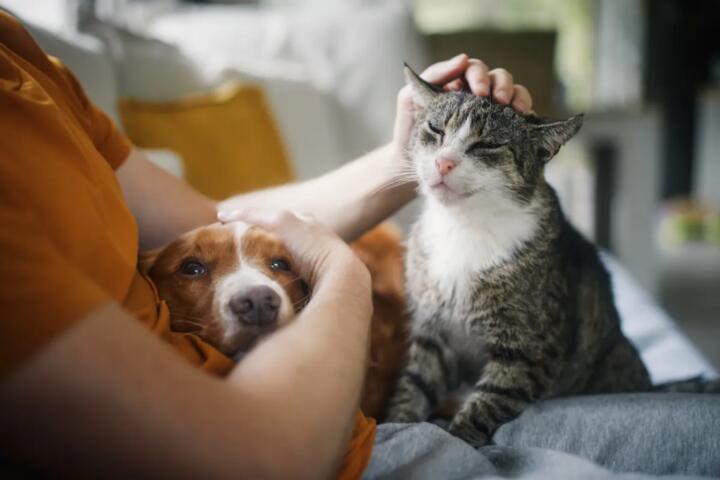 The Best Pet Insurance for Senior Dogs and Cats