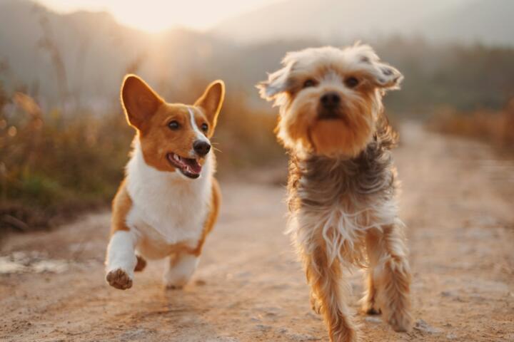 What Waiting Periods Mean for Pet Insurance