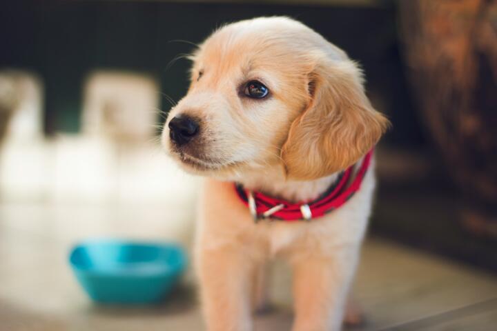 When to Get Pet Insurance for a New Puppy or Kitten