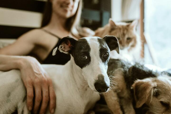 Accident-Only vs Comprehensive Pet Insurance