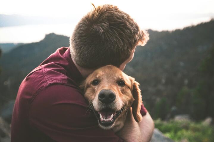How to Choose the Right Pet Insurance Plan