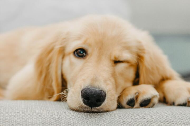 What Pet Insurance Actually Covers